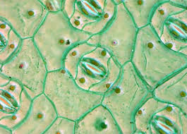 Maybe you would like to learn more about one of these? Pin On Biology