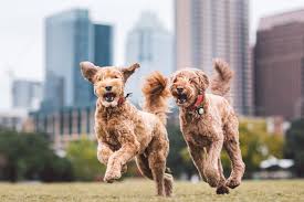 Puppy shots / costs (self.puppy101). Vaccine Packages For Dogs Puppies Cats Kittens Thrive Affordable Vet Care