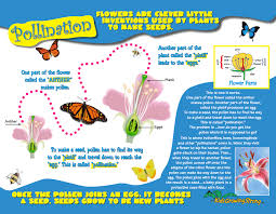 We explore only a few examples of culturally important pollinators or pollinated plants here. Pollination Kids Growing Strong