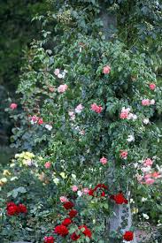 White rose bushes are a prevalent and classic choice and make a great addition to the garden. How To Grow And Care For Roses Gardener S Path