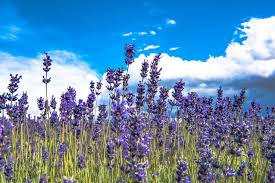 ã€Œ6æœˆã®èŠ±ã€ã®ç”»åƒæ¤œç´¢çµæžœ