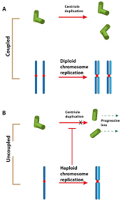 What are the only two haploid cells in the body? Cells Free Full Text The Enigma Of Centriole Loss In The 1182 4 Cell Line Html