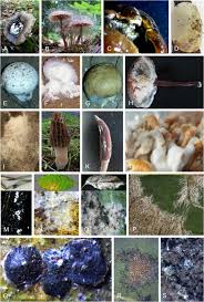 Fungi exist all over the world and are as important to our lives as wheat, cattle, fish, or any other living thing. Fungicolous Fungi Terminology Diversity Distribution Evolution And Species Checklist Springerlink