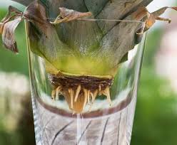 Ananas Vermehren Zuchte Eine Ananaspflanze Ananas Pflanzen Pflanzen Zuchten