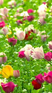 Natural Flowers Wallpapers Hd Wallpapers Desktop Wallpapers Desktop Background Perfect screen background display for desktop, iphone, pc, laptop, computer. natural flowers wallpapers hd