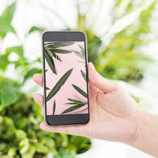 Download this mock up and showcase your web, app an ui design. Gardening Concept With Hand Holding Smartphone Psd Mockup Free 150 Packaging Psd Mockups Best New Templates