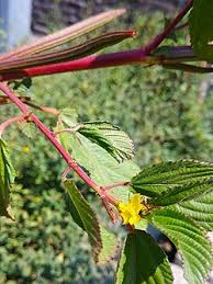 Image result for Corchorus olitorius