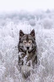 Pin On Loups