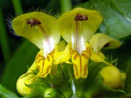 Image result for Lamium galeobdolon