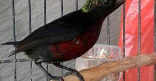 Ada 20 gudang lagu suara burung sirtu betina terbaru, klik salah satu untuk download lagu mudah dan cepat. Ciri Ciri Burung Kolibri Ninja Jantan