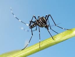 Pest control has always been something that has been looked upon by one and all, especially as a control to prevent the when it comes to pest control then it is very effective to eradicate the mosquitoes. Mosquito Pest Control Removal Services In Melbourne