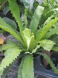 This versatile aquatic fern makes a beautiful addition to any. Asplenium Nidus Osaka Houseplants Fern Planting Flowers Houseplants Plants