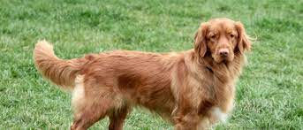 We did not find results for: Nova Scotia Duck Tolling Retriever All About Dogs Orvis
