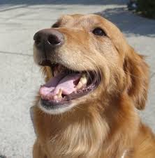 Adopt Adora On Petfinder Golden Retriever Rescue Golden Retriever Pets