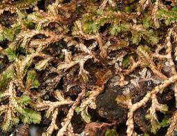 Image result for Selaginella perpusilla