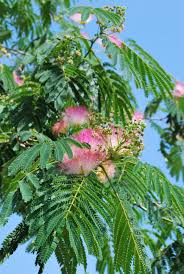 Image result for Albizia glaberrima