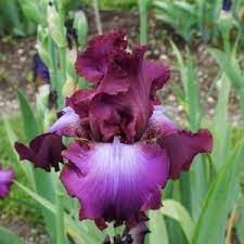 Tall Bearded Iris Iris Rosette Wine In The Irises Database Garden Org Iris Flowers Iris Garden Flowers Perennials