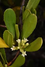 Image result for Lumnitzera racemosa