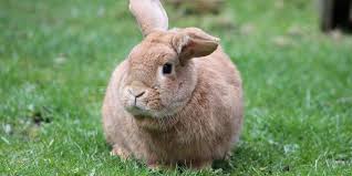 Our picks for pet insurance plans are figo, embrace, aspca pet health insurance, trustedpals and spot. Is Insurance For Rabbits Worth It Uk Pets