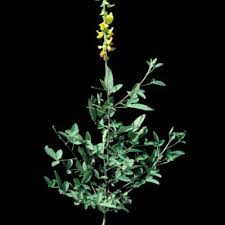 Image result for Crotalaria platysepala