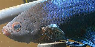 Betta Fish Diseases How To Treat A Sick Betta Fish Bettafish Org Betta Fish Betta Fish Care Betta
