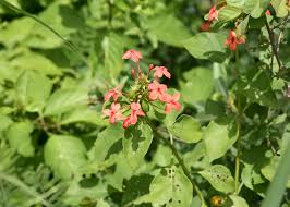 Image result for Ruspolia seticalyx