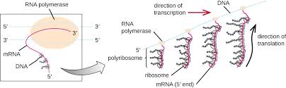 Protein Synthesis Translation Microbiology