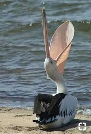 Bird With Big Mouth And Eyes Pin By Images Of Me On Uccelli Animals Beautiful Birds Animals Beautiful