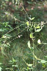 Image result for Desmodium tortuosum