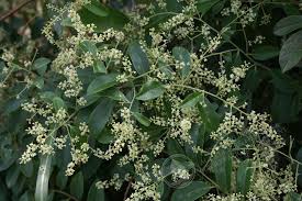 Image result for Embelia multiflora