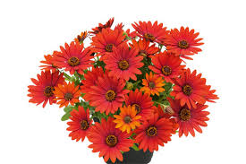 Image result for Osteospermum