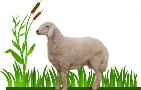 عروض التميمي توفر اليوم صدور دجاج شاورما او شيش طاووق بسعر 29.95 ريال. Ø®Ø±ÙˆÙ Ø­Ø±ÙŠ ØµØºÙŠØ± Ù…Ø²Ø±Ø¹Ø© Ø§Ù„Ø¨Ø±Ø§Ø±ÙŠ Ù„Ù„Ø°Ø¨Ø§Ø¦Ø­ ÙˆØ§Ù„Ù„Ø­ÙˆÙ…