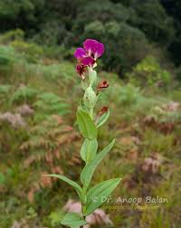 Image result for Brachycorythis buchananii