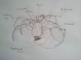 Видео how to draw hermit crab easy канала articco drawing. Hermit Crabs More Social Than Their Name Suggests Mfestudentblog13