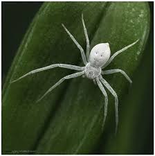 Black And White Biting Insect Uk White Crab Spider Photo Crab Spider Pet Spider Widow Spider