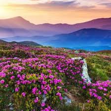 Download now gambar pemandangan alam pedesaan indah web informasi. 6 Keajaiban Alam Semulajadi Berwarna Pink