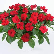 New guinea impatiens (impatiens hawkeri) grow up to 2 feet in. Wholesale New Guinea Impatiens Sun Harmony Red Rooted Plug Liners