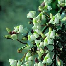 Image result for Dewildemania filifolia