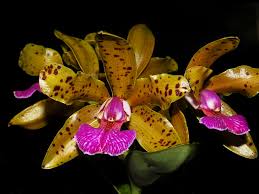 More images for memoria » Cattleya Memoria Bleui Cattleya Hybrids Cattleya Orchideen Lucke