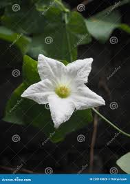 Image result for Coccinia sessilifolia