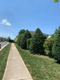 All services covered lawn mowing, fertilization, bush trimming. Moreno Lawn Service Facebook