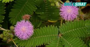 Komponenan utama dalam daun kari yang memberikannya aroma dan perasa kari sebagaimana yang dilaporkan oleh penyelidikan saintifik ialah pinene, sabinene. 15 Khasiat Pokok Semalu Yang Ternyata Baik Untuk Kesihatan Daily Sihat Flowers Plants Dandelion