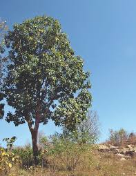 Image result for Holarrhena