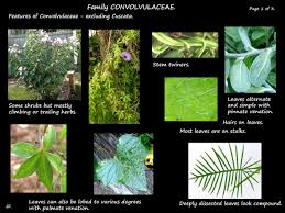 Image result for Convolvulaceae