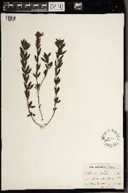 Image result for Lotononis laxa