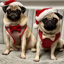 Pug Crazy Com Cute Animals Pet Costumes Pugs In Costume