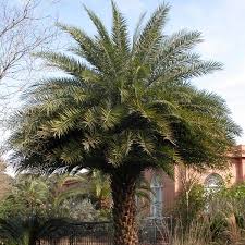 2304 x 3072 jpeg 2606 кб. Sylvester Palm Silver Date Palm Phoenix Sylvestris My Garden Life