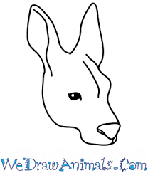 How To Draw A Kangaroo Face A fine art giclee print each. how to draw a kangaroo face