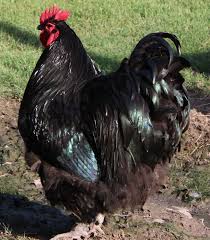 You should give each one at least 4 square feet of coop space however more is better. 13 Black Orpington Ideas Chicken Breeds Chickens And Roosters Chickens