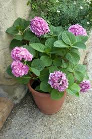 Tree hydrangeas grow well in full sun to partial shade, meaning at least four hours of direct sunlight on most. Can Hydrangeas Grow In Pots Learn About Container Grown Hydrangea Plants